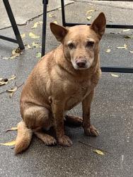 Lost Female Dog last seen Slide and 4th street, Lubbock, TX 79416