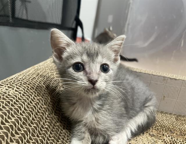 Shelter Stray Female Cat last seen CHARLOTTE, 8315 Byrum Dr, Charlotte, NC 28217, USA