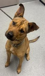 Shelter Stray Female Dog last seen Near, 5001 E Raymond St, Indianapolis, IN 46203, USA