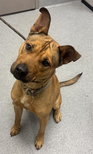 Shelter Stray Female Dog last seen Near, 5001 E Raymond St, Indianapolis, IN 46203, USA