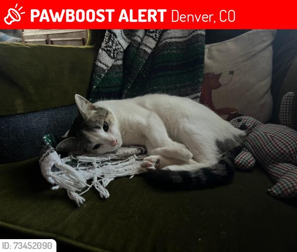 Lost Female Cat last seen 16th & Verbena, Denver, CO 80220