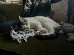 Lost Female Cat last seen 16th & Verbena, Denver, CO 80220