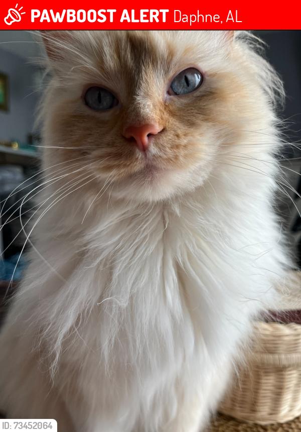 Lost Male Cat last seen Jubilee Farms neighborhood, Daphne, AL 36526