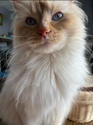 Lost Male Cat last seen Jubilee Farms neighborhood, Daphne, AL 36526