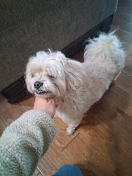Found/Stray Male Dog last seen Hyunda car dealership, Vancouver, WA 98661