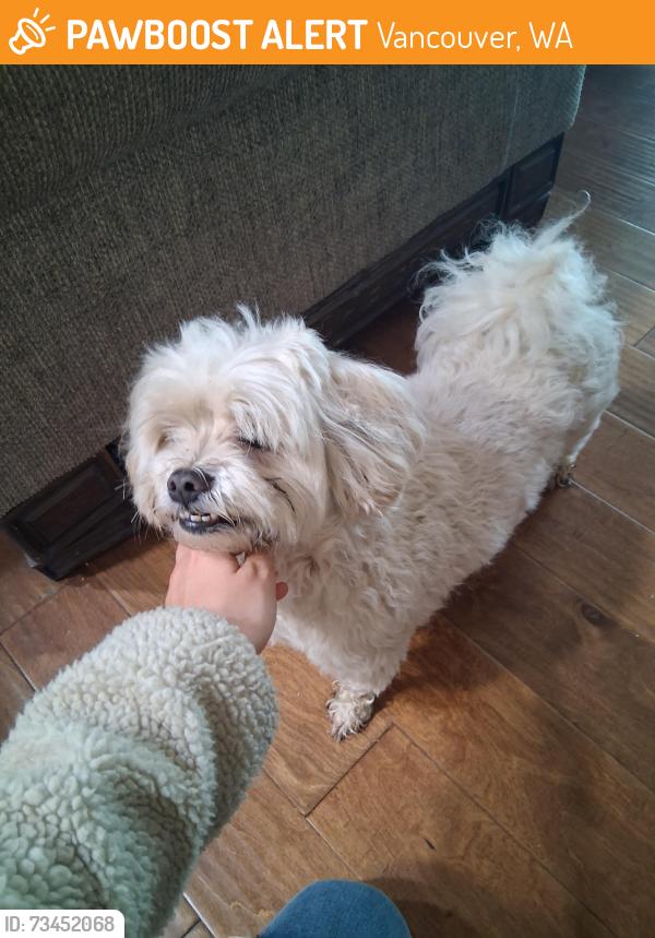 Found/Stray Male Dog last seen Hyunda car dealership, Vancouver, WA 98661