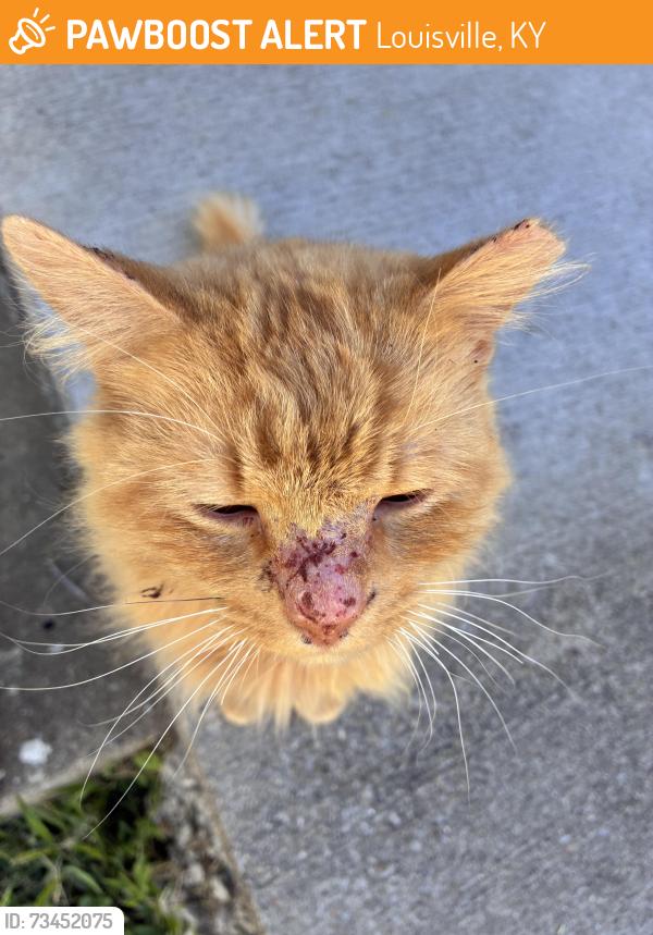 Found/Stray Unknown Cat last seen Utah Ave by the grassy tree area at the end of the street surrounded by apmts, Louisville, KY 40215