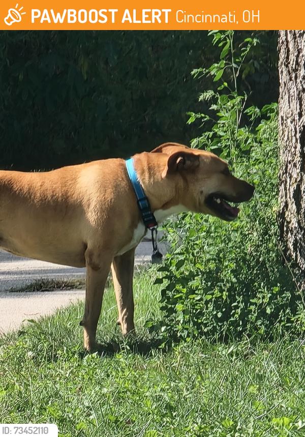 Found/Stray Unknown Dog last seen Cascade near Chelmsford, Cincinnati, OH 45240