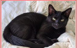 Lost Male Cat last seen Near Hayslette Ave, Hurricane, WV 25526