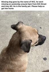 Lost Male Dog last seen HWY 80, Savannah, GA 31415