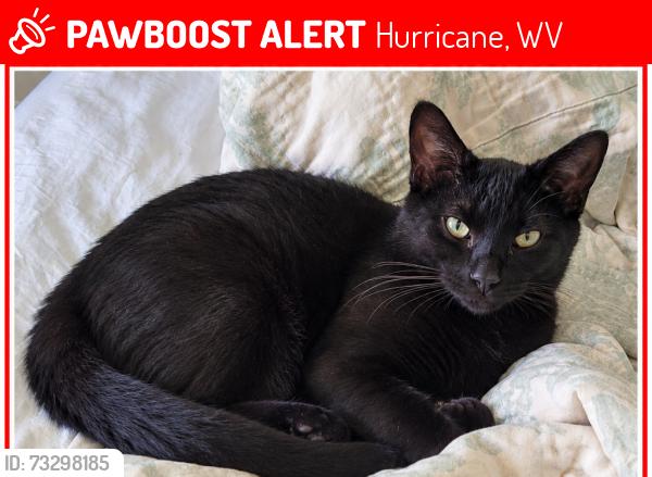 Lost Male Cat last seen Near Hayslette Ave, Hurricane, WV 25526