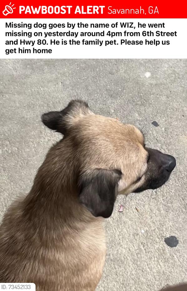 Lost Male Dog last seen HWY 80, Savannah, GA 31415