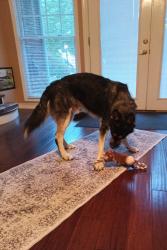 Lost Male Dog last seen River Road Park by governor printz, Wilmington, DE 19809