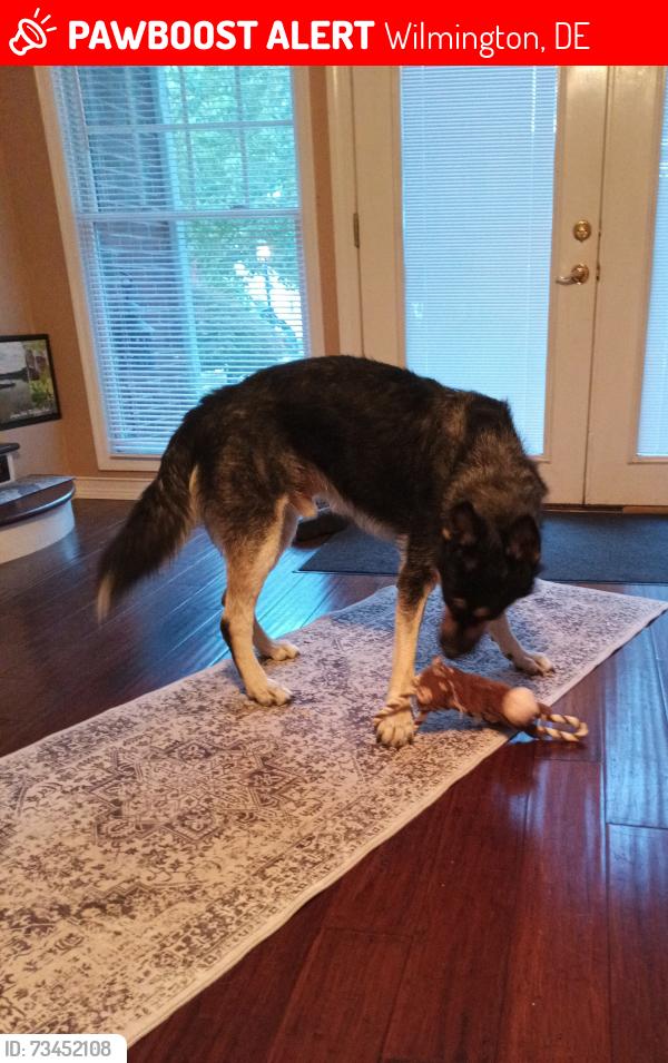 Lost Male Dog last seen River Road Park by governor printz, Wilmington, DE 19809