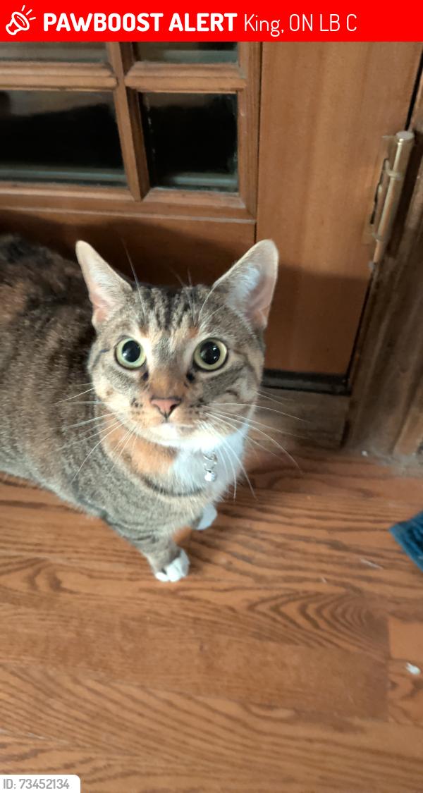 Lost Female Cat last seen King city go station, King, ON L7B 1C9