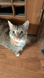 Lost Female Cat last seen King city go station, King, ON L7B 1C9
