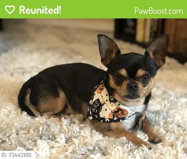 Reunited Female Dog last seen PARADISE VALLEY @CORAL RIDGE, Houston, TX 77069