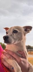 Found/Stray Female Dog last seen Se 25th st / S High Ave, Oklahoma City, OK 73129
