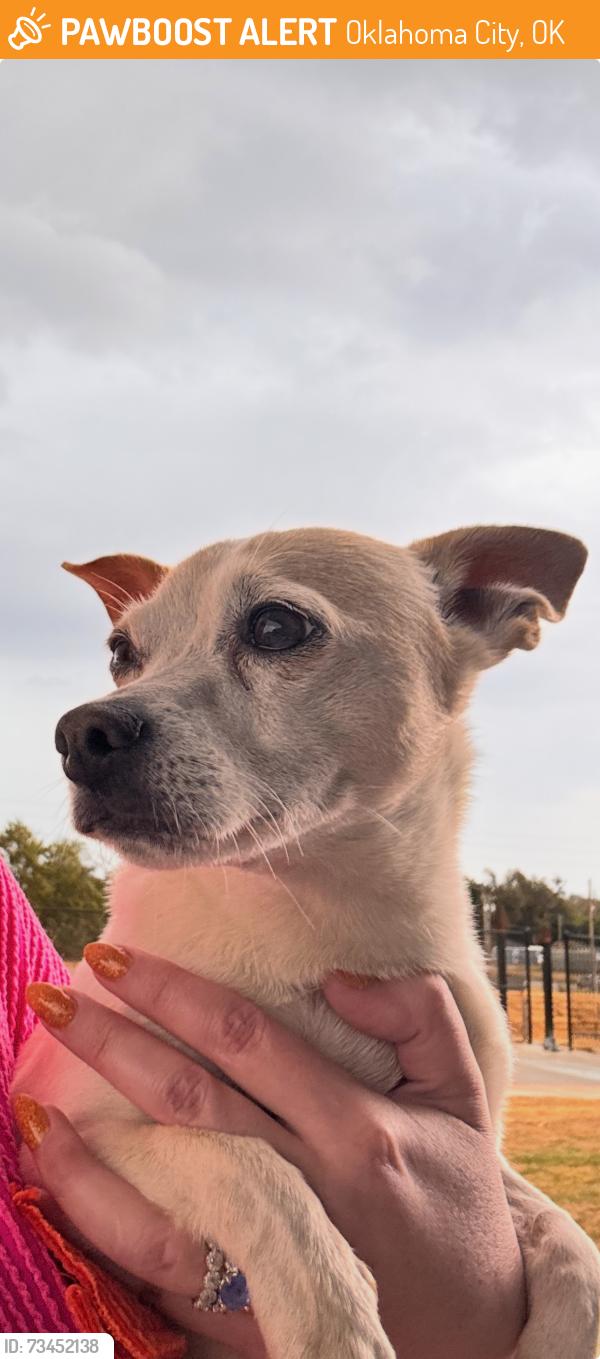 Found/Stray Female Dog last seen Se 25th st / S High Ave, Oklahoma City, OK 73129