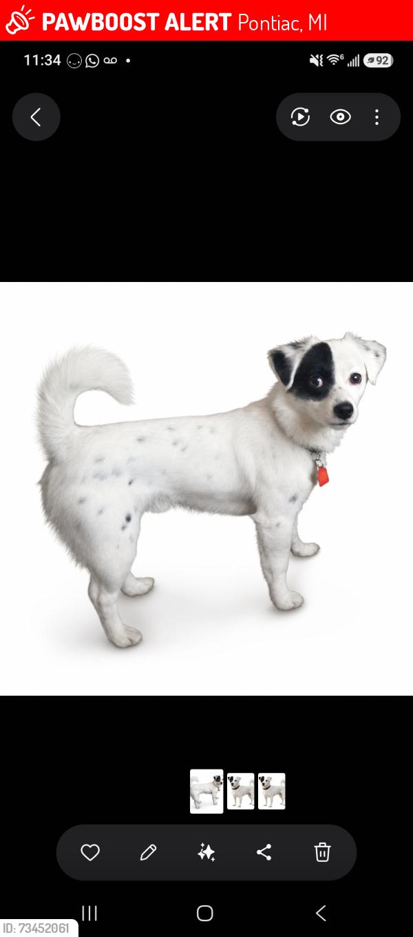 Lost Male Dog last seen Near State Street, near M59 and Woodward, Pontiac, MI 48341