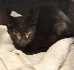 Shelter Stray Male Cat last seen Near Philsdale, Memphis, TN, 935 Farm Rd, Memphis, TN 38134, USA