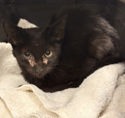 Shelter Stray Male Cat last seen Near Philsdale, Memphis, TN, 935 Farm Rd, Memphis, TN 38134, USA