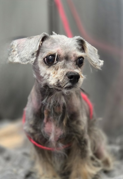 Shelter Stray Female Dog last seen justice ln and gavel dr, Zone 2, TX, 8755 Farm to Market 1516, Converse, TX 78109, USA