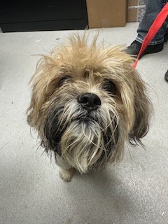 Shelter Stray Male Dog last seen PD arrested owner, City of Alvarado, TX, 602 S Pkwy Dr, Alvarado, TX 76009, USA