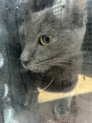 Shelter Stray Female Cat last seen Near TEAL DR, North District,, 355 Hillshire Dr, Haslet, TX 76052, USA
