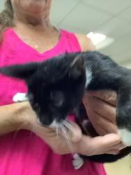 Shelter Stray Male Cat last seen Near martin st, East District, TX, 355 Hillshire Dr, Haslet, TX 76052, USA