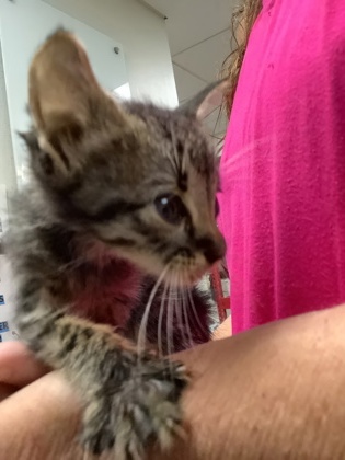 Shelter Stray Male Cat last seen Near martin st, East District, TX, 355 Hillshire Dr, Haslet, TX 76052, USA