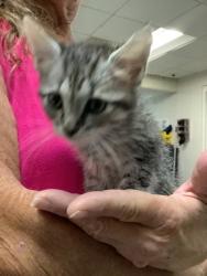 Shelter Stray Female Cat last seen Near martin st, East District, TX, 355 Hillshire Dr, Haslet, TX 76052, USA