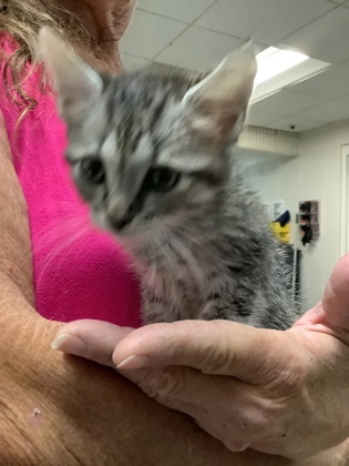 Shelter Stray Female Cat last seen Near martin st, East District, TX, 355 Hillshire Dr, Haslet, TX 76052, USA