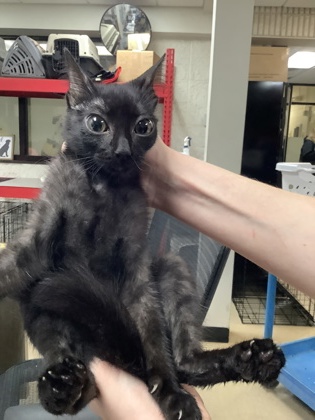 Shelter Stray Female Cat last seen Near martin st, East District, TX, 355 Hillshire Dr, Haslet, TX 76052, USA