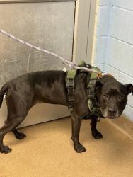 Shelter Stray Female Dog last seen , , GA, 3280 Chamblee Dunwoody Rd, Chamblee, GA 30341, USA