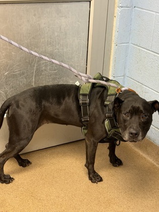 Shelter Stray Female Dog last seen , , GA, 3280 Chamblee Dunwoody Rd, Chamblee, GA 30341, USA