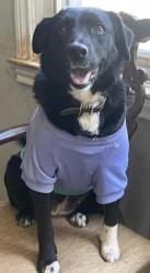 Shelter Stray Female Dog last seen Near Norman Rd, 30083, GA, 3280 Chamblee Dunwoody Rd, Chamblee, GA 30341, USA