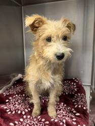 Shelter Stray Female Dog last seen W Bowles & S Ring Ave, Raisin City Zone Fresno CO 1A 93652, CA, 1510 W Dan Ronquillo Dr, Fresno, CA 93706, USA
