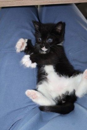 Shelter Stray Female Cat last seen Near Elmley Dr, 21213, MD, 2490 Giles Rd, Baltimore, MD 21225, USA