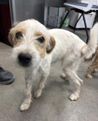 Shelter Stray Female Dog last seen W Bowles & S Ring Ave, Raisin City Zone Fresno CO 1A 93652, CA, 1510 W Dan Ronquillo Dr, Fresno, CA 93706, USA