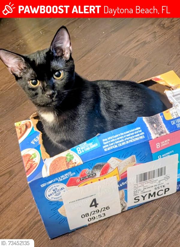 Lost Male Cat last seen Halifax Humane Society, Daytona Beach, FL 32117
