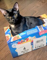Lost Male Cat last seen Halifax Humane Society, Daytona Beach, FL 32117
