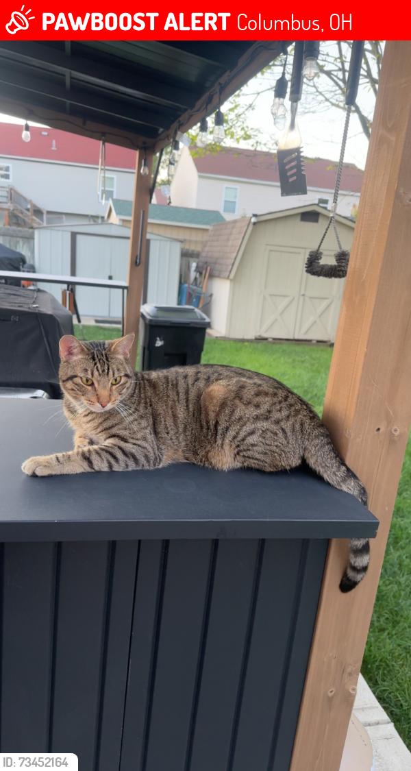 Lost Male Cat last seen Convair drive, Columbus, OH 43119