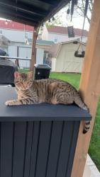 Lost Male Cat last seen Convair drive, Columbus, OH 43119