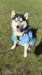 Lost Male Dog last seen Morningside Ave & St.Nicholas Ave, New York, NY 10027
