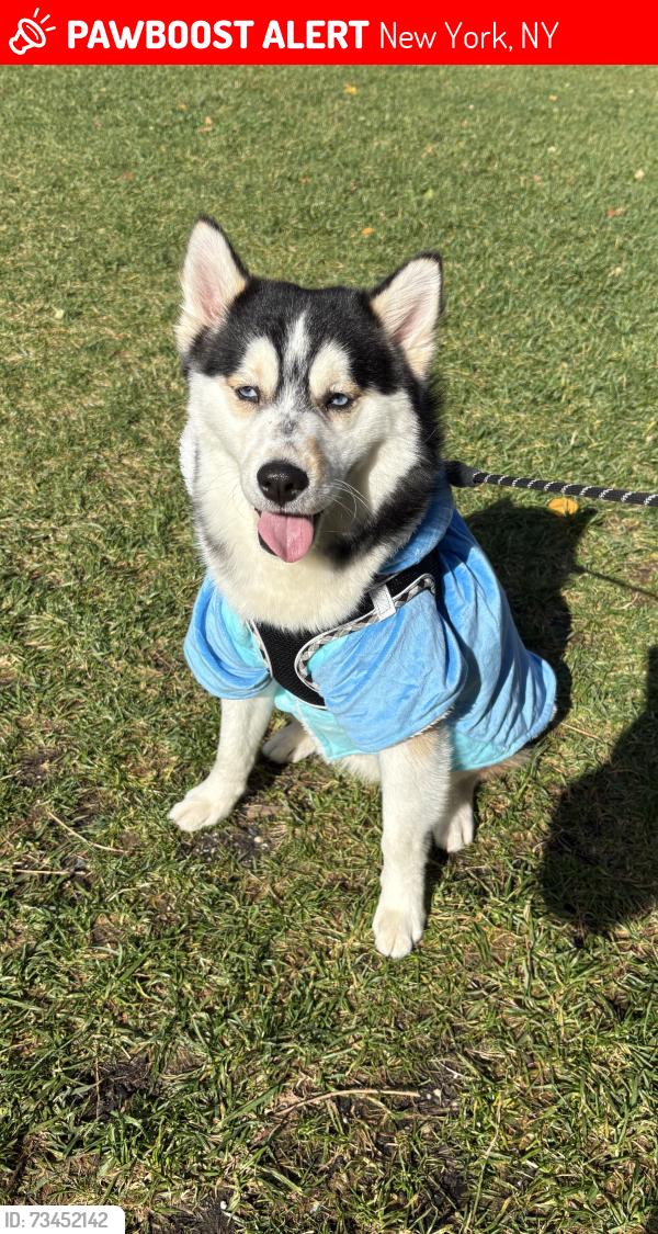 Lost Male Dog last seen Morningside Ave & St.Nicholas Ave, New York, NY 10027