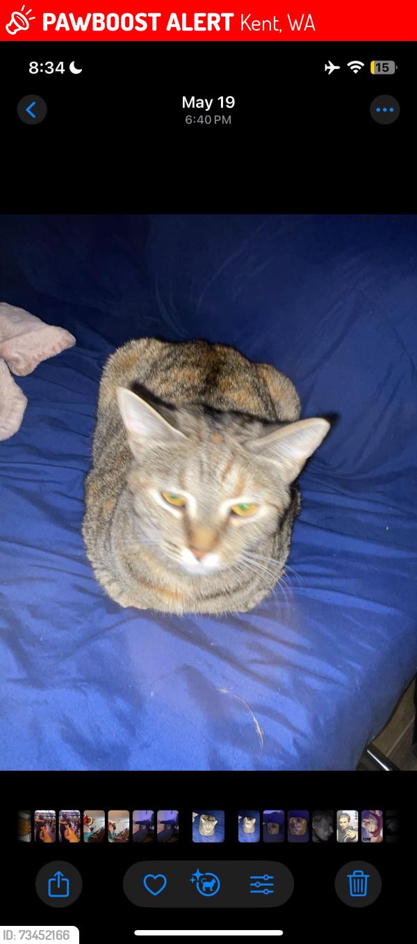 Lost Female Cat last seen 280th st, Kent, WA 98030