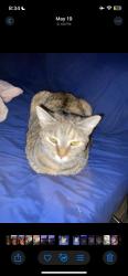 Lost Female Cat last seen 280th st, Kent, WA 98030