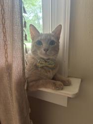 Reunited Male Cat last seen Old Monticello ST, Covington, GA 30014