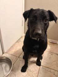 Found/Stray Male Dog last seen Renfro and Cindy st, Burleson, TX 76028